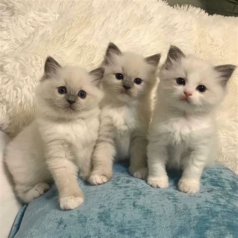 All of our kittens are Polydactyl on all fours paws and just don't get any cuter. . Unregistered ragdoll kittens for sale near maryland